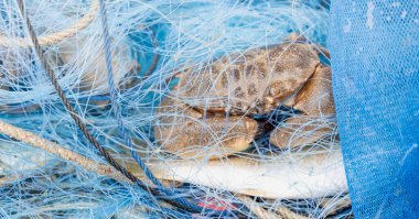 Balıkçı balıkçı balıkçı ağından yengeç alır ve deniz ürünleri pazarında satmaya hazırlanır..