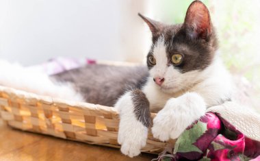 Siyah beyaz kedi sepette yatar ve kameraya bakar..  