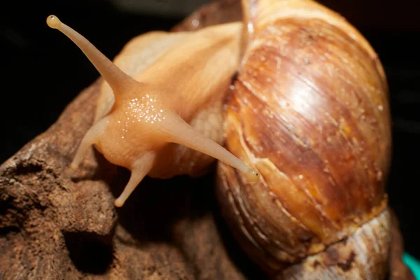 Escargot Terrestre Africain Géant Sur Morceau Bois Flotté — Photo