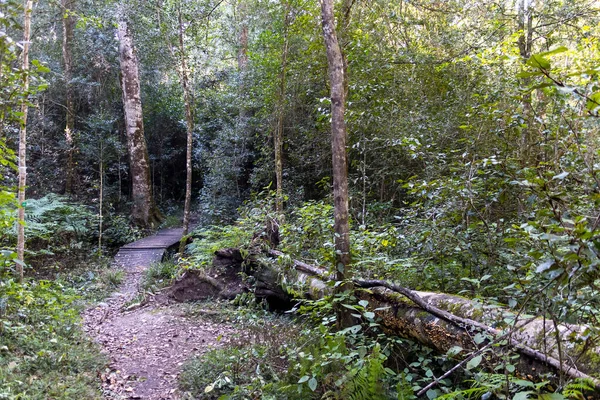 Hutan Indah Knysna Terletak Garden Route Afrika Selatan — Stok Foto