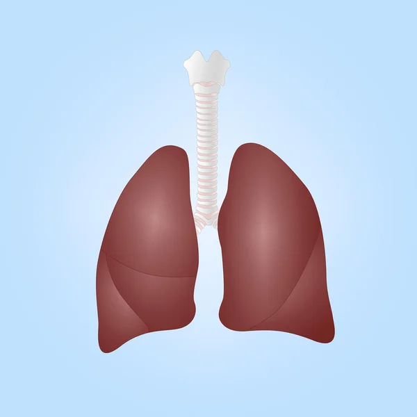 Illustrazione realistica dei polmoni umani — Vettoriale Stock