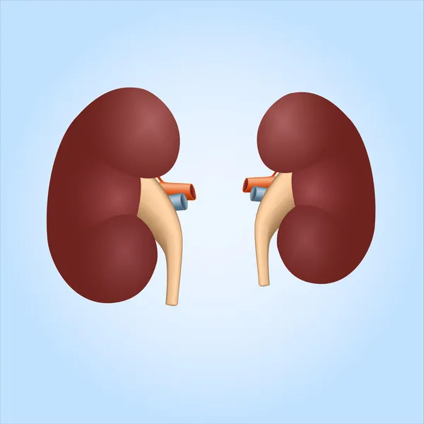 Realistic illustration of human kidneys — Stock Vector