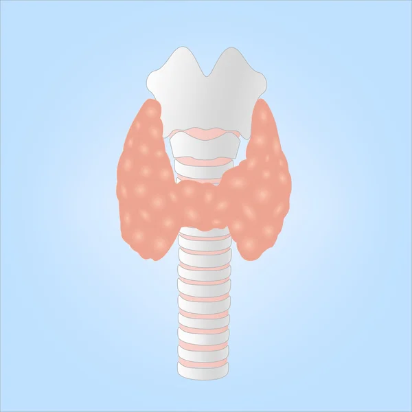 Ilustrasi Gland Thyroid Manusia - Stok Vektor