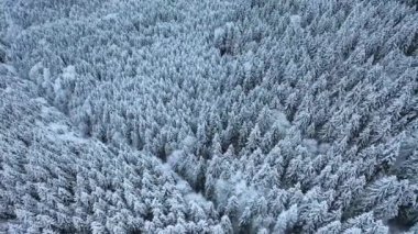 Kışın ormanın havadan görünüşü