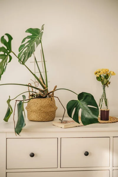 Beyaz bir arka planda saksıda güzel bir bitki