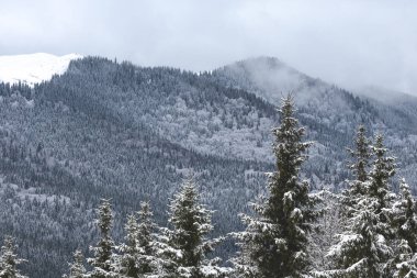 Karla kaplı ağaçlarla kaplı güzel kış manzarası