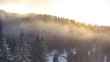 Karla kaplı ağaçlarla kaplı güzel kış manzarası