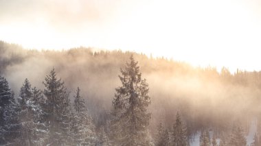 Karla kaplı ağaçlarla kaplı güzel kış manzarası