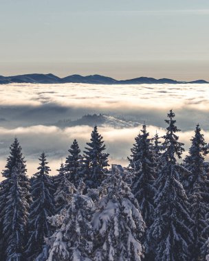 Karla kaplı ağaçlarla kaplı kış manzarası