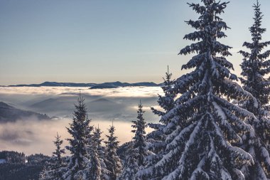 Karla kaplı ağaçlarla kaplı güzel kış manzarası