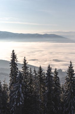 Karla kaplı ağaçlarla kaplı güzel kış manzarası