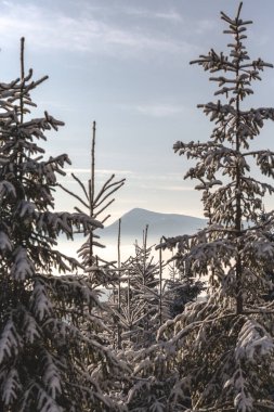 Karla kaplı ağaçlarla kaplı güzel kış manzarası