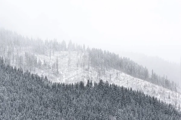 Karla kaplı ağaçlarla kaplı kış manzarası