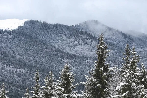 Karla kaplı ağaçlarla kaplı güzel kış manzarası