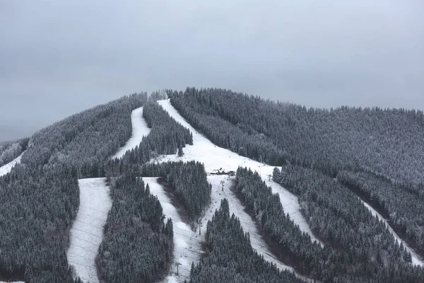 Ormanın güzel manzarası