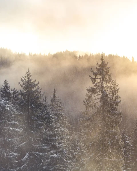 Karla kaplı ağaçlarla kaplı güzel kış manzarası