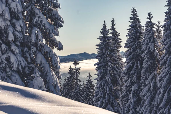 Karla kaplı ağaçlarla kaplı güzel kış manzarası