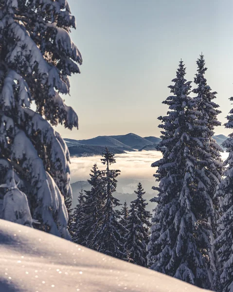 Karla kaplı ağaçlarla kaplı kış manzarası