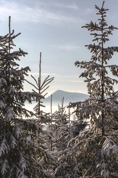 Karla kaplı ağaçlarla kaplı güzel kış manzarası