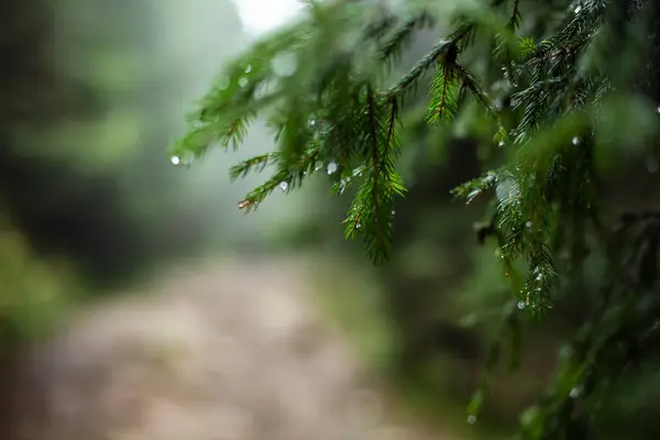 Arkaplanı bulanık yeşil çam ağacı dalı
