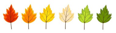 Set of fallen autumn leaves. Yellow, orange, colorful foliage icons for design and decoration. Autumn natural art.Vector illustration.