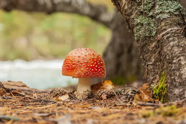 Cogumelo Amanita Floresta Outono Sob Uma Árvore Com Chapéu Laranja — Fotografia de Stock