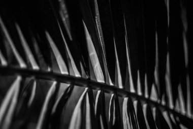 Palmiye yaprağı parçaları, kısmi