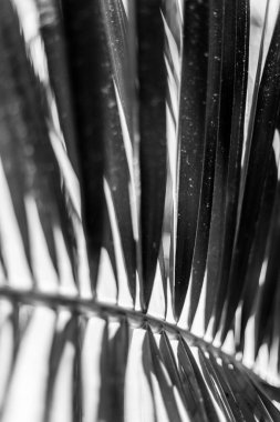 Palmiye yaprağı parçaları, kısmi