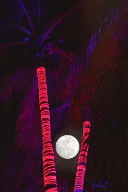 Palm Tree Nights clipart