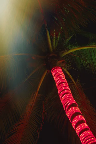 Noches de palmeras — Foto de Stock