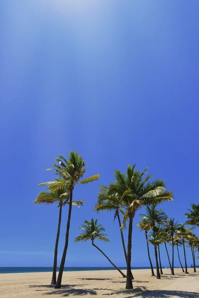 Tropisch strand — Stockfoto