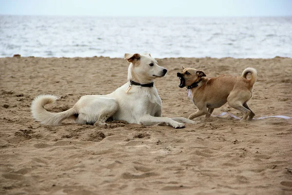 Dos perros de pelo dorado ladran el uno al otro en la arena del mar, la voluntad del mar. El perrito ladra temerosamente. Fotos De Stock