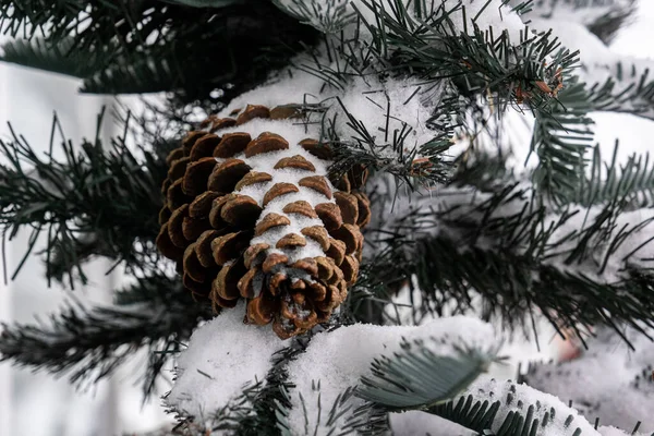 Um cone de cedro de pinho pendura de uma árvore de Natal verde toda coberta de neve. Close-up do cone. — Fotografia de Stock