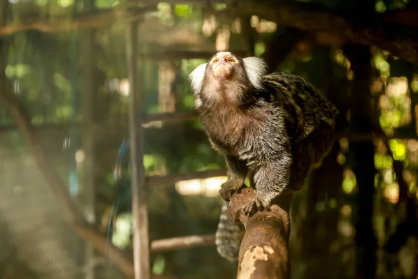 マルモセット モンキー Common Marmoset Monkey カリトリクス ジャッカス 白化したマーモセット 英語版 または白化した耳のマーモセット — ストック写真