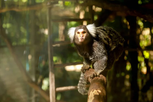 マルモセット モンキー Common Marmoset Monkey カリトリクス ジャッカス 白化したマーモセット 英語版 または白化した耳のマーモセット — ストック写真