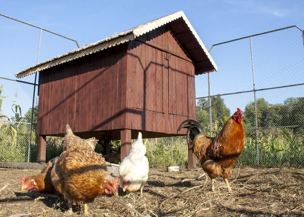 tavuk ve horoz tavuk evlerinin önünde