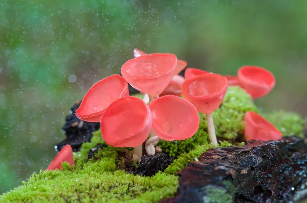 Champignons tasse champignon rouge ou champignon champagne — Photo