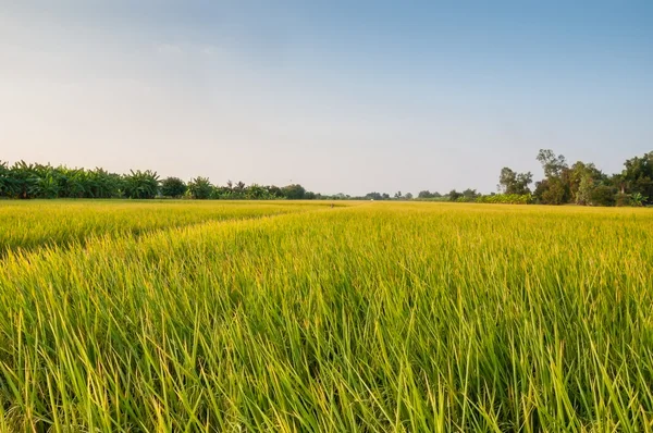 Champ de riz avant récolte sous le ciel bleu — Photo
