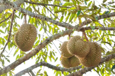 taze durian ağaç üzerinde 