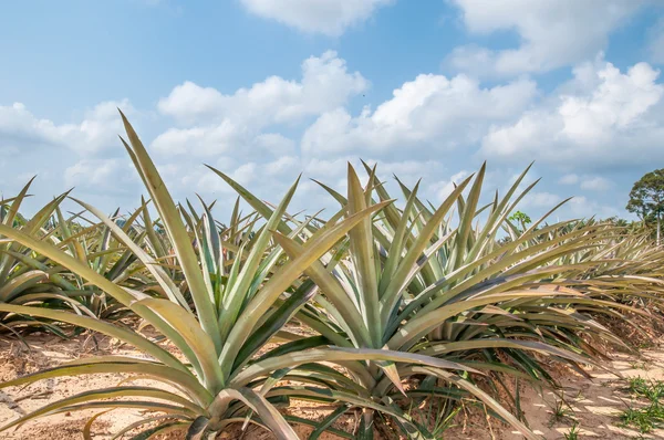 Pineapple fruit (ananas comosus) growing under blue sky — Stock Photo, Image