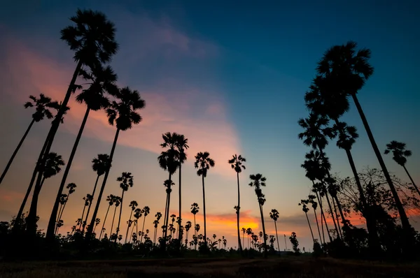 Silhouette of sugar palm tree on sunset — Stock Photo, Image