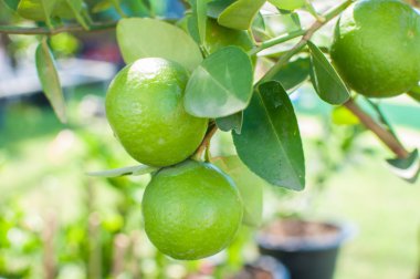taze yeşil limon ağacı üzerinde