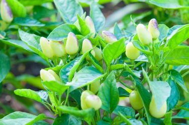 bahçede büyüyen biber