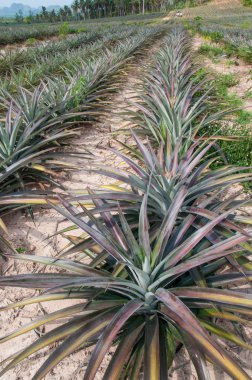 Ananas Meyve (ananas comosus satırları) 