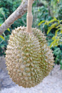 taze durian ağaç üzerinde 