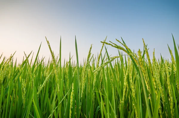 Grüne Reisohr im Reisfeld — Stockfoto