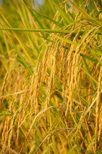 Ear of rice before harvest — Stock Photo, Image