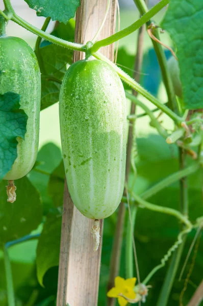 Green cucumber on tree — Stock Photo, Image