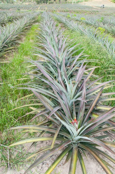 Rows of pineapple fruit (ananas comosus) — Stock Photo, Image