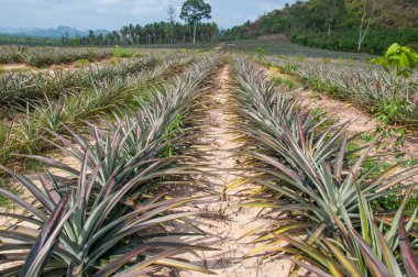 Ananas Meyve (ananas comosus satırları) 